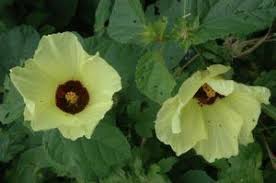 Image result for Hibiscus calyphyllus
