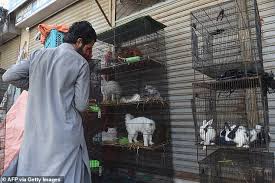The most comprehensive database of retail markets in the uk. Caged Dogs Cats And Rabbits Found Dead In Pakistan Pet Market Abandoned Due To Coronavirus Lockdown Readsector