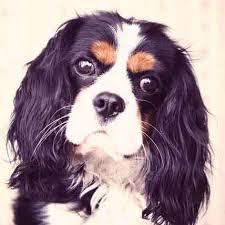 If you're looking for a new addition to your family call our breeders in united states. Grooming A Cavalier King Charles Spaniel Petcarerx