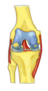 The pain sent him to the floor. Knee Anatomy Orthopaedic Tony Gibbon