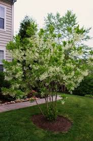 Image result for Chionanthus