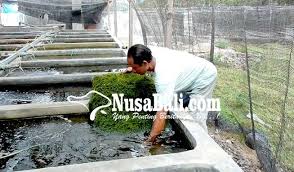 Sebagai tumbuhan terbesar di planet ini, mereka memberi kita oksigen, menyimpan karbon, menstabilkan tanah dan memberi kehidupan pada kehidupan liar dunia. Nusabali Com Anggur Laut Dikembangkan Di Buleleng