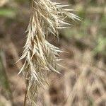 Image result for Harpachne schimperi