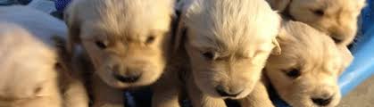 Golden retrievers in morris county, nj. Golden Retriever Puppies For Sale In New Jersey Crane Hollow Goldens