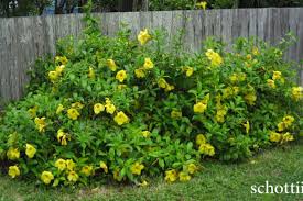 Image result for Allamanda