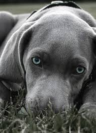 Black And Grey Dog Grey Dogs Google Search Weimaraner Welpen Niedliche Hunde Labrador Retrievers