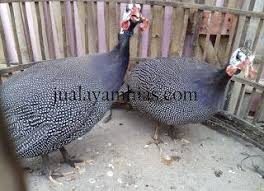 Ayam Mutiara Dewasa Ayam Hiasan