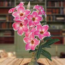 Pin On Desert Rose Plant