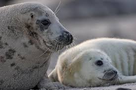 Kostenlose lieferung möglic alles was das herz begehrt.mode & mehr: Naturefund Zu Wenig Eis Fur Robben Babys