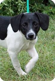 Black And White Border Collie Beagle Mix Prattville Al Beagle Jack Russell Terrier Mix Meet Oreo 18941 A Dog For Adoption Kitten Adoption Dog Adoption Terrier Mix Breeds