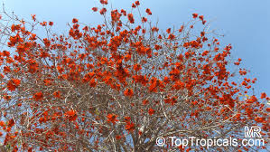Image result for Erythrina lysistemon