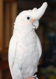 A goffin's cockatoo is the perfect companion parrot if you have the spare time to devote to it. Goffin Cockatoo One Of Our Dream Birds All Of That Awesome Cockatoo Personality At About Half The Size Cockatoo Pet Birds Australian Parrots