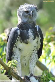 Birds Of Prey Animals List Rainforest Animals List With Pictures Facts Links To Further Information Rainforest Animals Rainforest Animals List Rainforest Animals For Kids