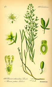 Image result for Thesium multiramulosum