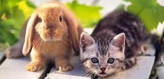 Rabbit haven recommends vpi pet insurance. Pet N Sur The Growing Popularity Of Rabbits