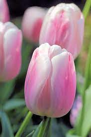 Fade To Pink By Katherine White Flower Pictures Tulips Meaning Flowers