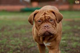 Understanding The Dogue De Bordeaux Personality Pets4homes