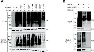 Image result for svrab na k%u016F%u017Ei