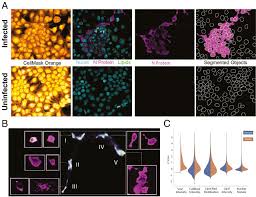Check spelling or type a new query. Morphological Cell Profiling Of Sars Cov 2 Infection Identifies Drug Repurposing Candidates For Covid 19 Pnas