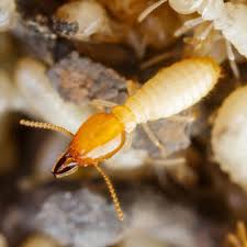 We did not find results for: Termite Inspections Extermpro