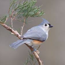 Birds With Tufted Heads Tufted Titmouse These Are Remarkably Tame Birds Every Day When I Fill The Bird Feeder They Re Usually The First To Return Nature Birds Beautiful Birds Birds