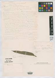 Image result for Isachne kiyalaensis