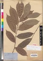 Image result for Rinorea ilicifolia