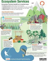 Infographic Ecosystem Services Ap Environmental Science Environmental Education Ecosystems