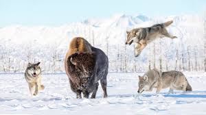 Wolves are members of the family canidae. Wolves Hunting