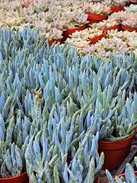Image result for Senecio subsessilis