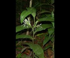 Image result for Corymborkis corymbis