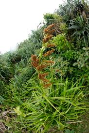 Image result for Carex echinochloe