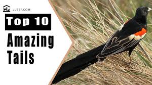 Black Bird With Long Tail And Red Beak Top 10 Birds With Amazing Tails 10 Things Amazing Birds