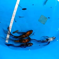 Check out our japanese koi selection for the very best in unique or custom, handmade pieces from our shops. Butterfly Koi Fish Archives Giobel Koi Center Koi Farm Beautiful Japanese Koi Fish For Sale Philippines