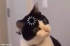 Black cats don't bring bad luck! Loading Black Cat Meme Cat With Buffering Sign Keep Meme