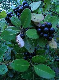 Image result for Inhambanella henriquesii