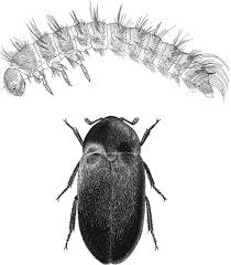 Image result for dermestidae