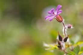 Little Pink Flowers Pink Herbs