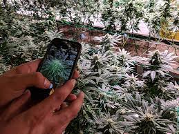 Weed Chat With: Danny Schaefer, CEO of My 420 Tours in Denver, Colorado –  HeyHelloHigh | Cannabis lifestyle for modern women