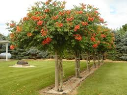 2 To The 1 To The 1 To The 3 I Like Good Trees Pin By Katie Murphy On Outside Garden Vines Dream Garden Trumpet Vine