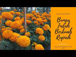 Pembayaran mudah, pengiriman cepat & bisa cicil 0%. Peluang Bisnis Bertanam Bunga Marigold Maharani F1 Youtube