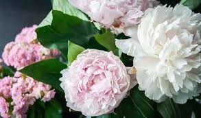 Maybe you would like to learn more about one of these? The Best Fragrant Flowers White Purple And More With Pictures