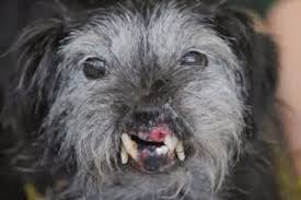 Pin On Most Famous Dogs