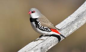 Black Bird With Red Spot On Chest Diamond Firetail Stagonopleura Guttata Australian Birds Finch Bird Species