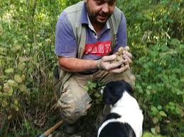 L'addestramento del cane da tartufi inizia fin dai primi mesi della sua vita, introducendo nella sua dieta l'odore del tartufo con l'olio di tartufo o con microscopici pezzettini inseriti nella pappa o fatti mangiare a terra.a partire circa dal 5° mese potrete iniziare ad eseguire con vostro cane di tartufi. Addestramento Del Cane Associazionetartufaivalliaretine