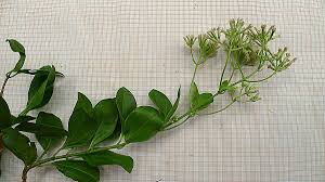 Image result for Mikania