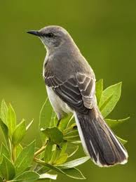 Backyard Birds Of East Texas Mockingbird State Birds Bird Backyard Birds