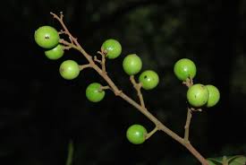 Image result for Cryptocarya transvaalensis