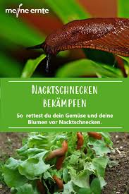 Pin Auf Garten