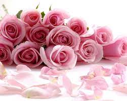 Check spelling or type a new query. Gambar Bunga Mawar Pink Dalam Tumpukan Mawar Pink Gambar Bunga Bunga